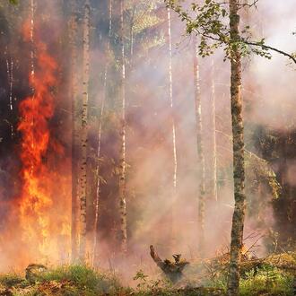 Trees in a forest lit ablaze by fire